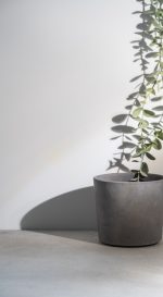 Home plant in gray concrete pot Home plant in gray concrete pot over white background with bright shadows and sunlight Scandinavian hipster home decoration.